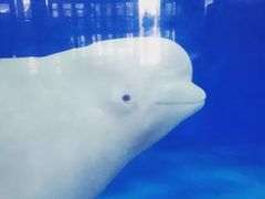 -泉城欧乐堡海洋极地世界