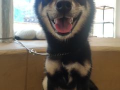 -柴务处·柴犬主题狗咖