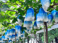 -马陆小张葡萄园农家乐