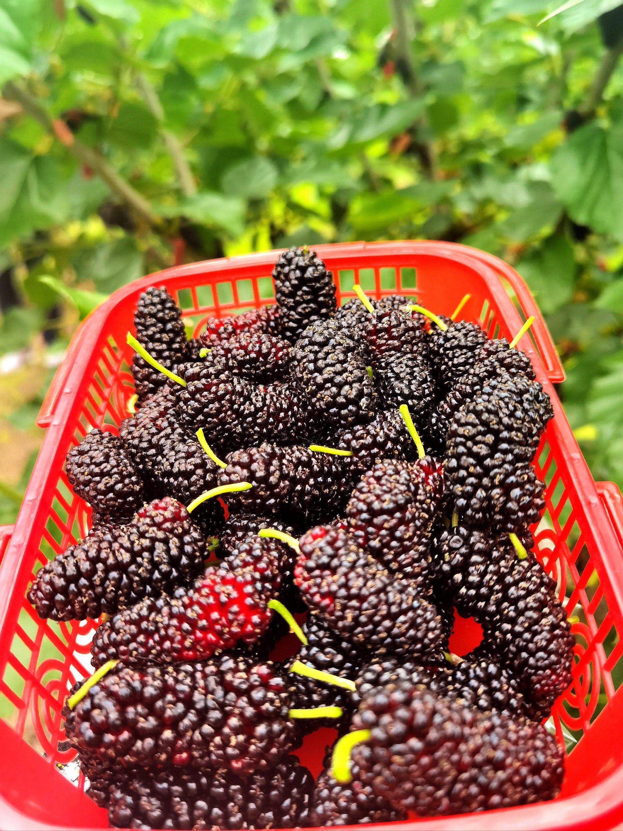 桑椹要自己采摘才更美味!