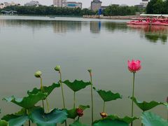 -莲花池公园