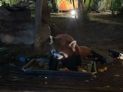 -灵玲国际马戏城