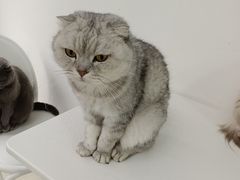 -喵的天空名猫咖啡馆·撸猫·猫舍·用品