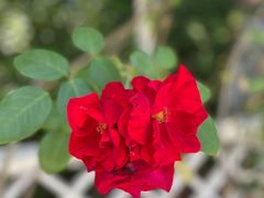 -上房园艺·梦花源
