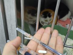 -御宝贝·A梦猫科宠物医院(国际猫友好医院)