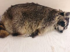 -浣熊柯尔鸭土拨鼠·电玩咖