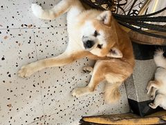-喜柴咖啡·柴犬狗咖