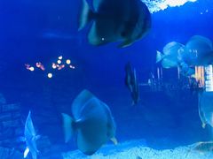 -烟台海昌鲸鲨海洋公园