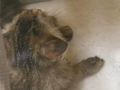 -安安宠医宠物医院·异宠·犬猫内科(岳阳分院)