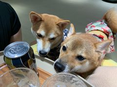 -逗柴咖啡屋·狗咖猫咖宠物桌游