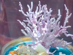 -青岛贝壳博物馆