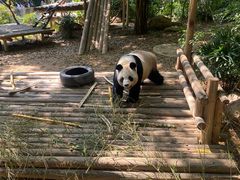 -深圳野生动物园