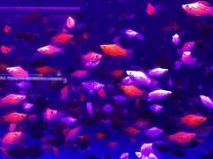-中环花鸟鱼虫市场