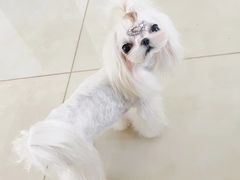 -读宠于你·约克夏比熊·睫角守宫·爬宠售卖(高新店)