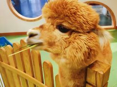 -藦茜花园宠物主题亲子互动体验馆(国顺东路店)