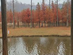 -黄海国家森林公园