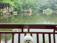 -鲁山国家森林公园