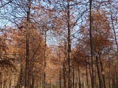 -上海海湾国家森林公园