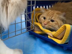 -纳吉亚猫专科动物诊疗中心(蒋宅口分院)