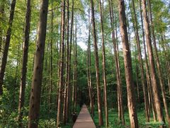 -同里国家湿地公园