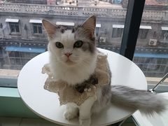 -怪兽屋·羊驼·猫咖·狗咖(俊华广场店)