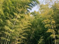 -杭州植物园