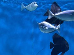 -上海海昌海洋公园