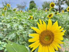 -杭州湾海上花田景区