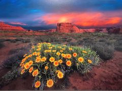 -罗红摄影艺术馆