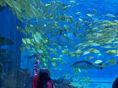 -华夏文旅海洋公园