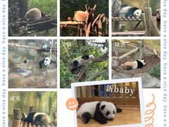 -成都大熊猫繁育研究基地