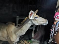 -清迈夜间动物园