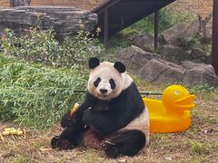 -杭州野生动物世界