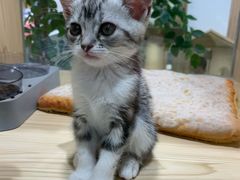 -屋虎猫馆(宝安大仟里店)