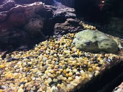 -暹罗海洋世界