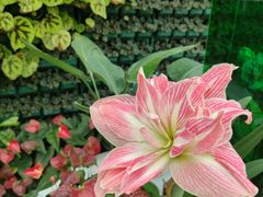 -石家庄市植物园