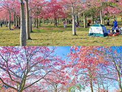 -风云岭森林公园