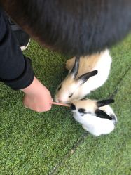 -萌宠亲子动物乐园(槐房万达店)