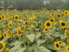 -长白岛森林公园