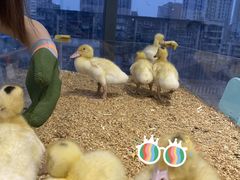 -怪兽屋·羊驼·猫咖·狗咖(俊华广场店)