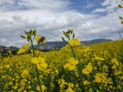 -光明小镇欢乐田园