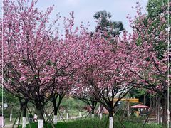 -天府芙蓉园