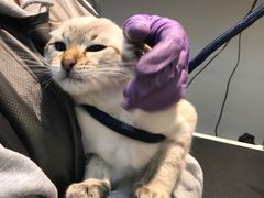 -PETKIT 小佩宠物·低压洗护·美容·寄养(安远店)