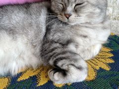 -平行世界·猫咖(首经贸店)