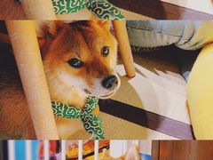 -逗柴咖啡屋·狗咖猫咖宠物桌游