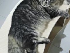 -鼓捣猫呢主题猫咖店