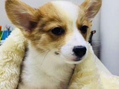 -爱侣·安琦尔宠物医院·中兽医针灸·心内科·狂犬免疫点(宝山区院)