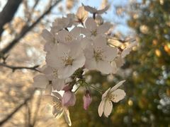 -高东镇樱花园