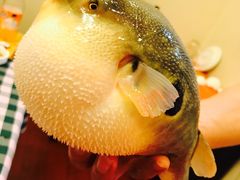 -长顺河豚馆(江洲东路)