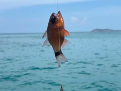 -小猫钓鱼海钓俱乐部(椰梦长廊店)